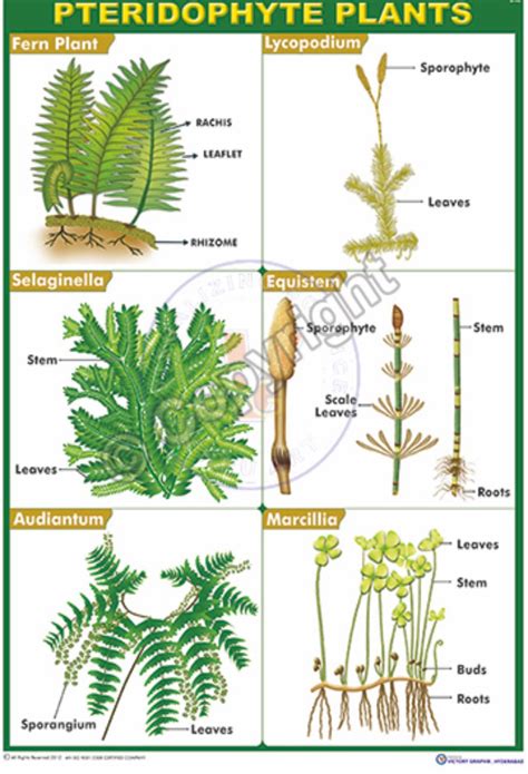 Pteridophyta Plant Classification - Riset