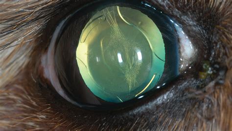 Cataracts in Dogs | Clinician's Brief