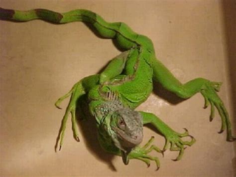 Iguanas Anatomy - Oz's Corner