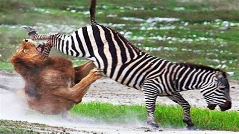 Lion vs Zebra , Zebra Severely Injured Lion - HD - YouTube