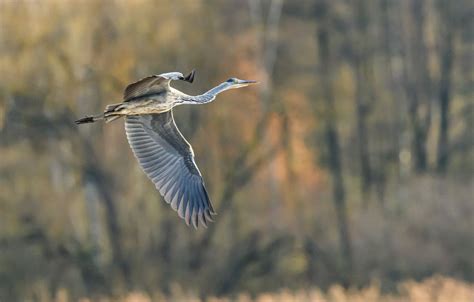 Flying Grey Heron · Free Stock Photo