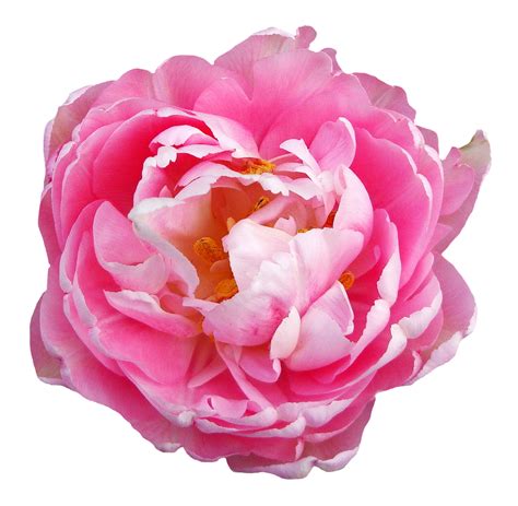 Pink Rose Flower PNG Image - PurePNG | Free transparent CC0 PNG Image Library