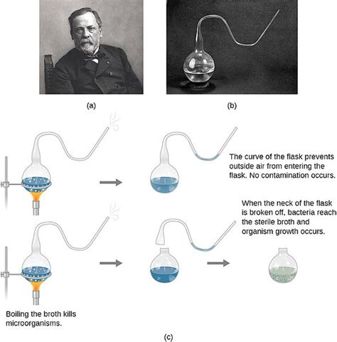 Difference Between Abiogenesis and Biogenesis | Definition, Phenomenon, Examples and Differences