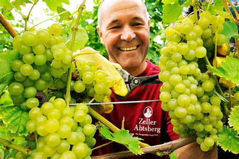 Weinlese beginnt: Ortenauer Winzer hoffen auf volle Keller - Südwest - Badische Zeitung