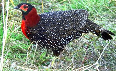 Western Tragopan Spotted in New Ranges in Kashmir - India's Endangered