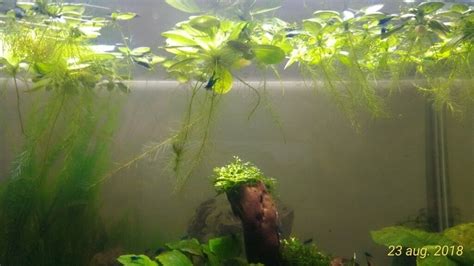 Dwarf Water Lettuce aquarium plants | in Bournemouth, Dorset | Gumtree