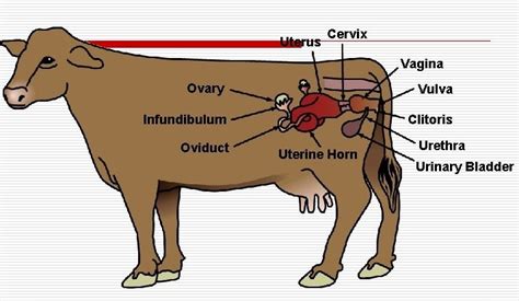 Clinical use of Hormones in Cow reproductive system