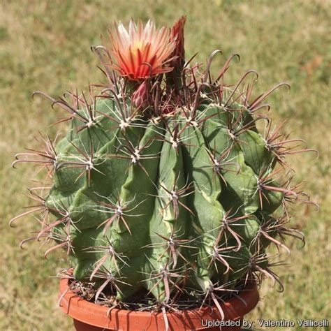 Ferocactus herrerae