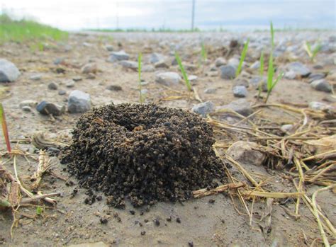 Heart and Sole: Deep in the Dirt -- Hiking Iowa's Black Dirt Kingdom