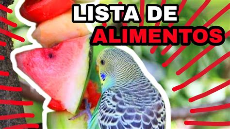 LISTA DE ALIMENTOS PARA PERIQUITOS/LA MEJOR DIETA Y MAS COMPLETA - YouTube