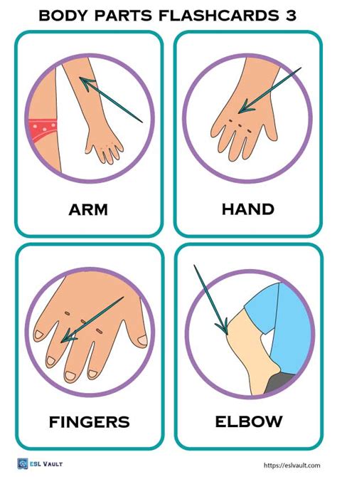 32 free body parts flashcards - ESL Vault