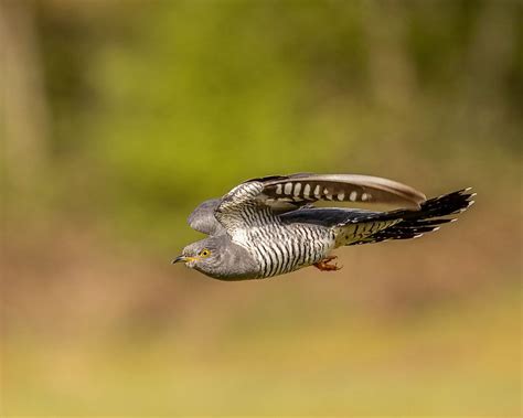 Ocean Heatwave & Cuckoo Migration