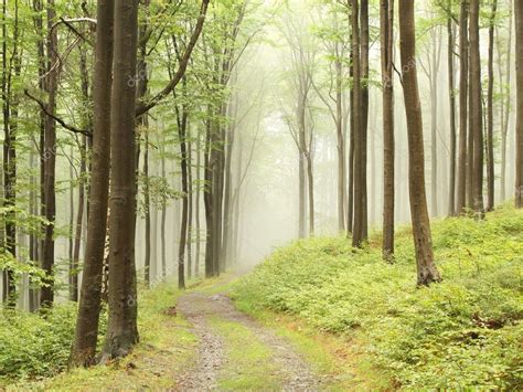 Path through foggy forest — Stock Photo © nature78 #3798153