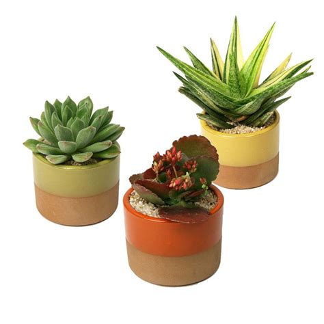 3.5 in. Assorted Succulent Plant in Horizon Deco Pot (3-Pack)-0881010 ...