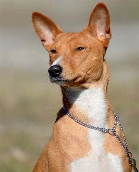 Living With the Basenji Temperament - 7 Steps For Success