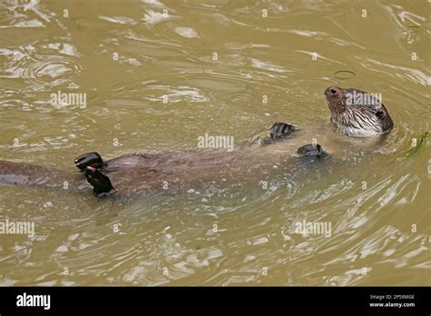 European river otter, European Otter, Eurasian Otter (Lutra lutra ...