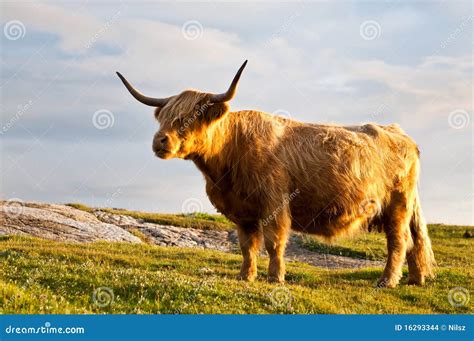 Gorgeous Galloway Cow with Horns Stock Photo - Image of livestock, peaceful: 16293344