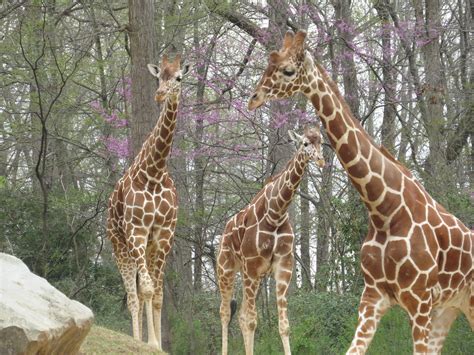 Giraffe | Viewed from the North Carolina Zoo in Asheboro, No… | Flickr