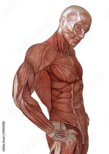 "Male body without skin, anatomy and muscles 3d illustration isolated on white" Stock photo and ...