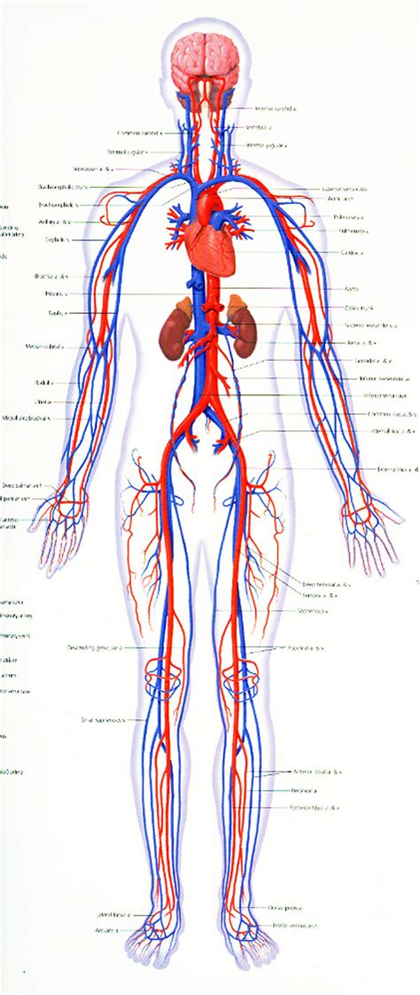 Quotes about Cardiovascular system (40 quotes)