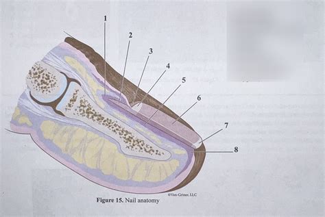 Nail anatomy Diagram | Quizlet