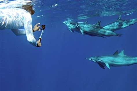 Dolphins and You - Swim with Wild Dolphins Tour - Hawaii Discount