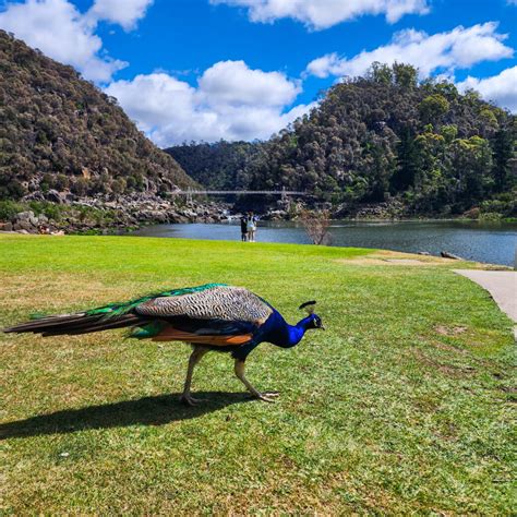 All you need to know about Cataract Gorge, Launceston - Camps Australia Wide