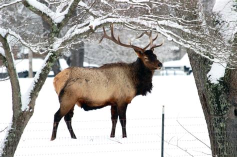 Cherokee NC | Winter animals, Cherokee nc, Winter scenes