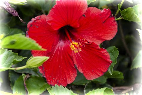 Red Hibiscus Flower Free Stock Photo - Public Domain Pictures