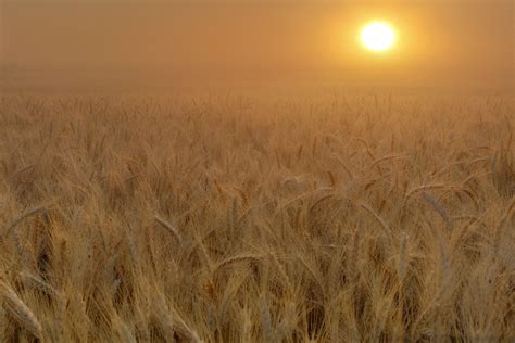 Palouse Wheat Harvest Season Sunrise - a photo on Flickriver