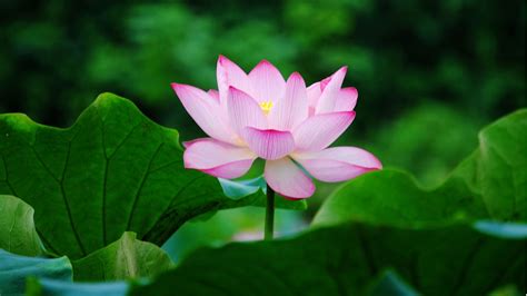 Lotus Live Wallpaper Android Apps on Google Play 1024×768 Lotus Images ...