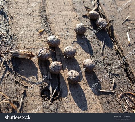 Rabbit Poop Nature Closeup Stock Photo 2115332882 | Shutterstock