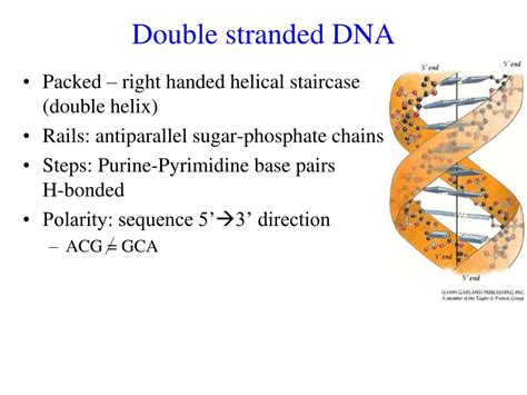 PPT - DNA & DNA : Protein Interactions PowerPoint Presentation - ID:3542213