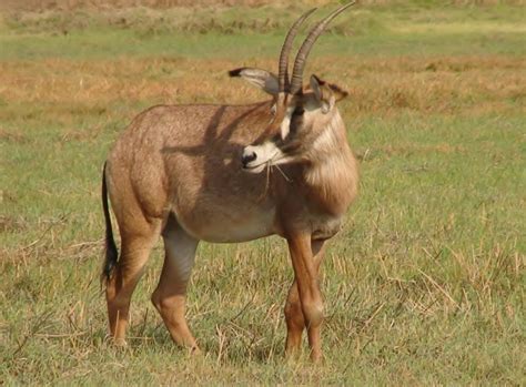 Sable Antelope-Angola National Animal | Wallpapers9