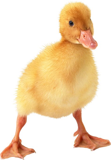 Little duck PNG image