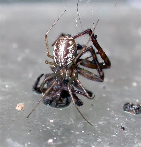 Arachnerds: Money Spiders - Linyphiidae