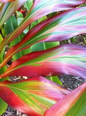 Cordyline terminalis | Nature color palette, New zealand flax, Color palette