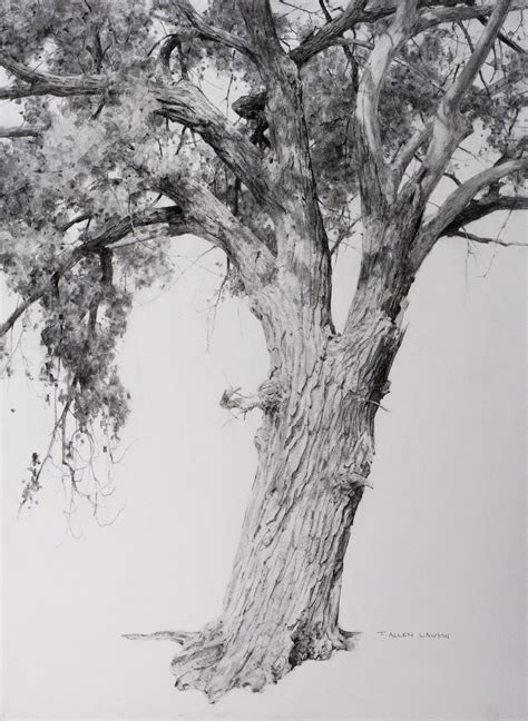 New Work |T. Allen Lawson | Tree drawings pencil, Landscape drawings, Tree painting