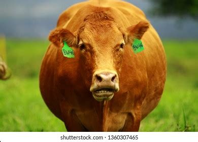 Simental Cattle Images: Browse 103 Stock Photos & Vectors Free Download with Trial | Shutterstock