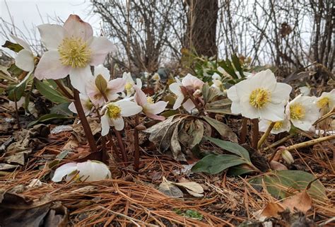 Helleborus niger Christmas rose, Black hellebore Z 5-8 POISON - Heritage Flower Farm