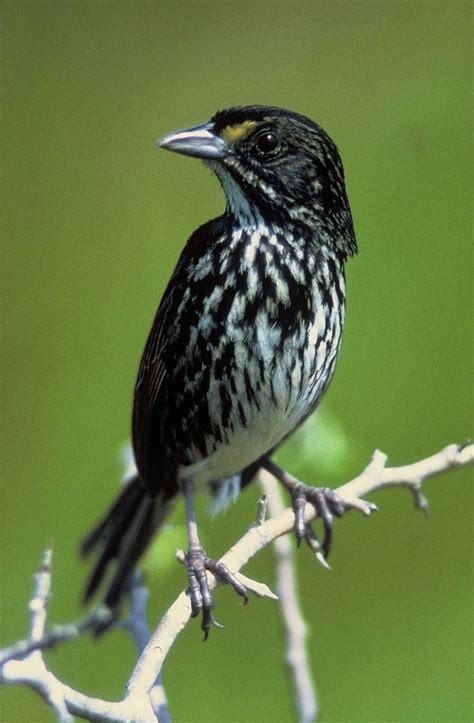Bird conservation - Alchetron, The Free Social Encyclopedia