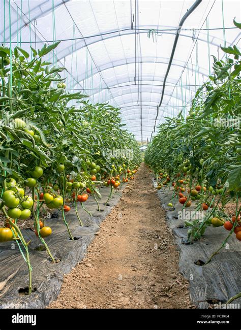 Inside of the greenhouse tomato farm.Many green and red tomatoes Stock Photo - Alamy