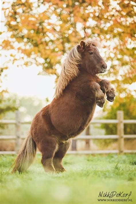 (85) Nikki de Kerf - Photographer - Photos | Baby animals, Cute horses ...