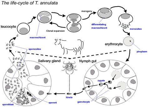 Tropical theileriosis - background to the disease