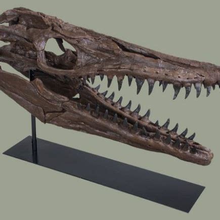 Tylosaurus sp. Skull – Display Replica – Black Hills Institute