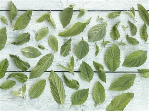 Mint leaves - Stock Image - C059/2407 - Science Photo Library