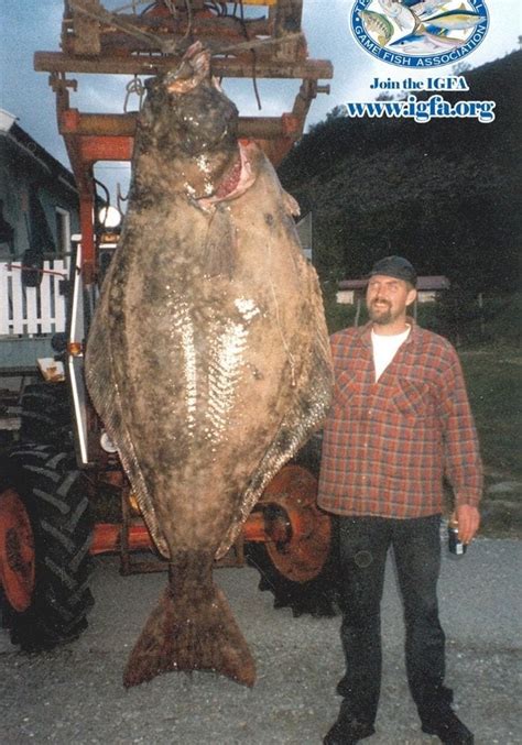 Current IGFA World Record Halibut 2025: Largest Ever (with pic)