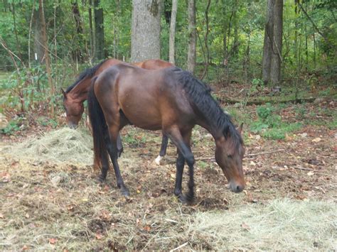 Available for Adoption - Mustang Alley Horse Rescue, Inc 423-552-5988