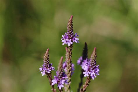 Vervain Tea Benefits ~ Healthy Tea 101