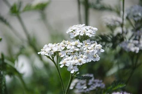 Yarrow Flower – Symbolism and Meaning - Symbol Sage